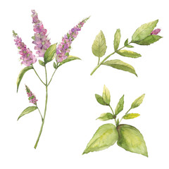 Drawing from a set of handmade watercolor leaf 