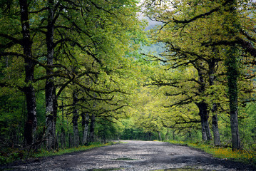 Trees along the road to the mountains of Abkhazia