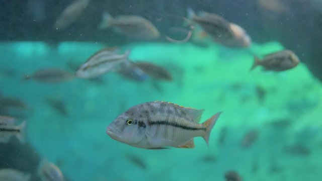Peces grises nadando dentro de gran acuario de aguas de color turquesa en el fondo del mar