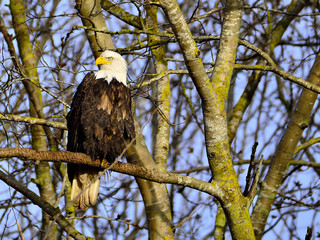 Bald eagle