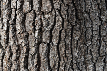 Oak Bark, closeup stock photography