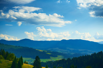 Fototapeta premium nature, beautiful cloudy sky, summer landscape in carpathian mountains, wildflowers and meadow, spruces on hills