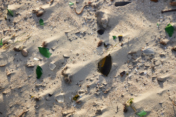 Sandy beach with lots of rubbish and broken glass fragments