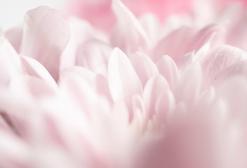 Fototapeta na wymiar Close up of soft pink flower,love and sweet for wallpaper design