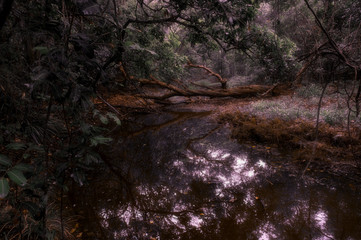 Serene fallen tree across river landscape