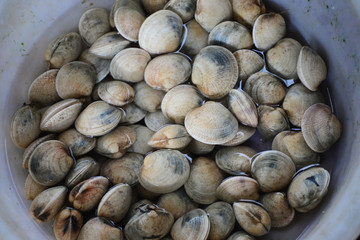 ENAMEL VENUS SHELL Sell in fresh seafood market