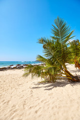 Palm tree on a tropical beach, summer vacation concept, Sri Lanka.