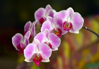 pink orchid on green background