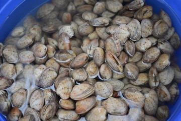 Surf clam, Short necked clam, Carpet clam, Venus shell, Baby clam