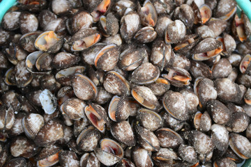 fresh Anadara inaequivalvis Sell in fresh seafood market