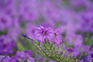 bee on a flower