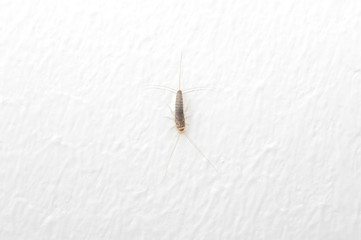 Silverfish an insect from the Lepismatidae family with long Terminalfilum and Cerci at a white wall