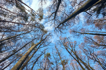 Obraz premium Look upwards to the blue sky with white clouds through the tall bare trees of a mixed forest at the end of winter. Seen in February in Bavaria, Germany