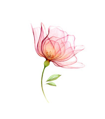 Watercolor Rose. Transparent big flower isolated on white. Hand painted artwork. Botanical illustration for cards, wedding design