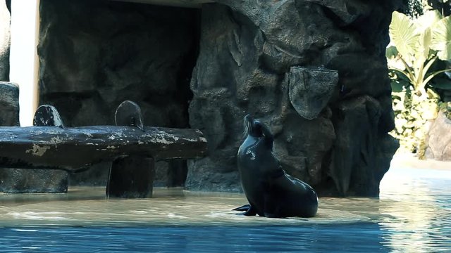A seal plays on its back and then looks up. The seal is on the edge of a zoo basin.