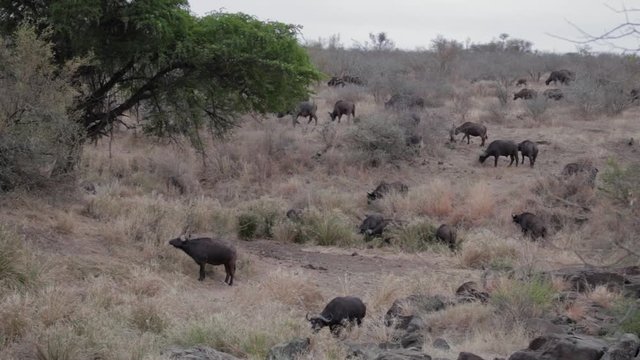Herd of buffalo in Africa grazing in the grass