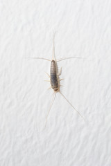 Silverfish an insect from the Lepismatidae family with long Terminalfilum and Cerci at a white wall