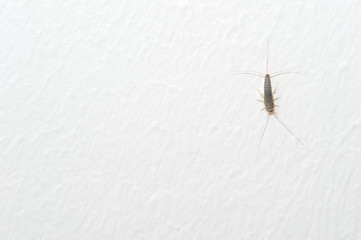 Silverfish an insect from the Lepismatidae family with long Terminalfilum and Cerci at a white wall