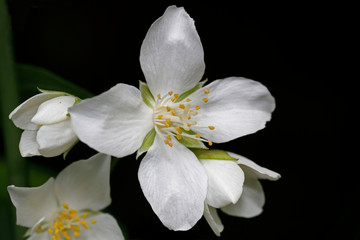 Obraz premium weiße Blüte