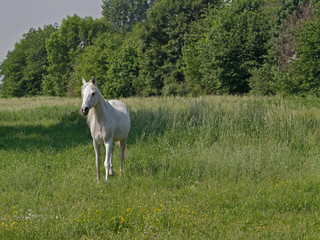Fototapeta premium Schimmel auf Weide