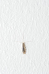 Silverfish an insect from the Lepismatidae family with long Terminalfilum and Cerci at a white wall