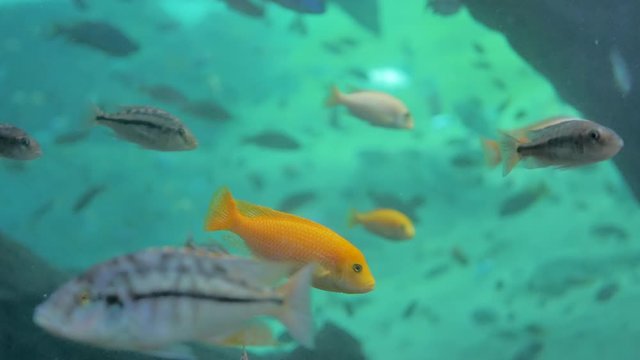 Pez amarillo ex&oacute;tico nadando rodeado de peces de acuario en agua turquesas