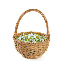 Fototapeta na wymiar chamomile flowers in a basket