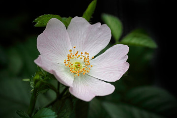 Heckenrose