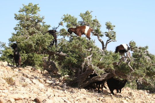 Argan,ziege,ziege marocco,arganoil,arganbaum,tier, wild lebende tiere, natur, antilope, wild, herde, horse, horse, w&uuml;ste, tier, s&auml;ugetier, safari, gras, baum, bauernhof, landschaft, oryxantilopen, stu