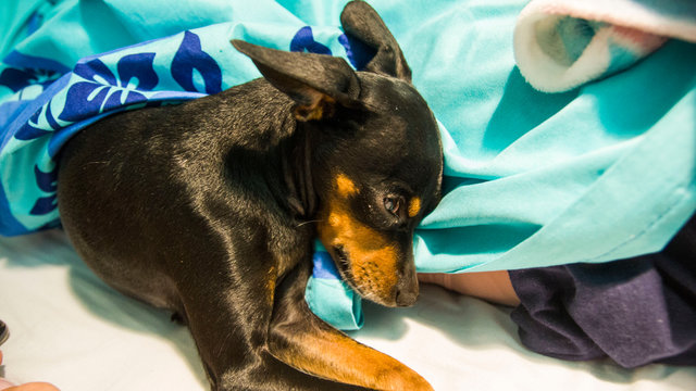 piesek pinczer miniaturowy kołdra ł&oacute;żko