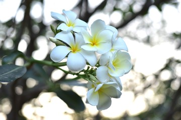 Fototapeta premium Beautiful flowers in the garden Blooming in the summer.Landscaped Formal Garden. 