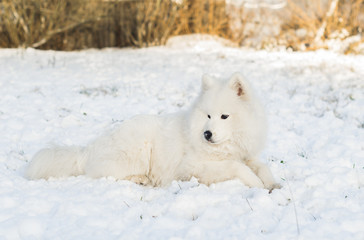 Young samoyed dog resting in snow on a sunny day