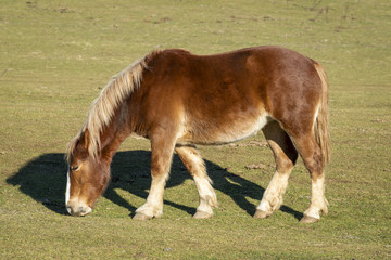 Cheval dans une pâture