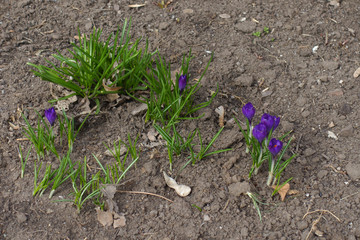 Half opened violet flowers of Crocus vernus in March