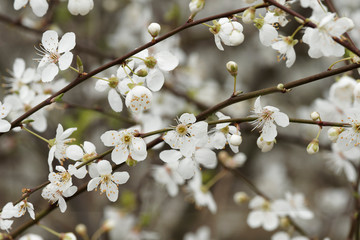 (Prunus domestica syriaca) Mirabellier aux branches et rameaux dénudés, lisses et grisâtre ornés de petite fleurs blanches et bourgeons printanier