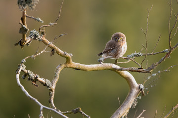 Eurasian pygmy owl (Glaucidium passerinum) warms up in morning sun. 