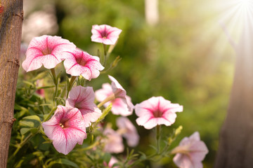 Obraz premium Beautiful pink colored petunias flowers with sunlight in the garden. Petunia flowers in the garden. Petunias wave.