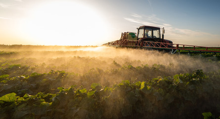 Naklejka premium Tractor spraying vegetable field in sunset.