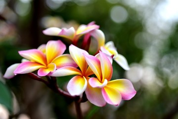 Beautiful flowers in the garden Blooming in the summer.Landscaped Formal Garden.