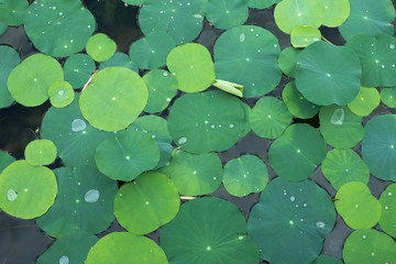 background of green lotus leaves