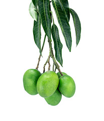 group of raw green mangoes with mango leaves