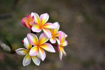 Colorful flowers in the garden.Plumeria flower blooming.Beautiful flowers in the garden Blooming in the summer