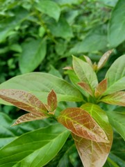 Green young avocado (Persea americana) leaves in the nature background