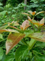 Green young avocado (Persea americana) leaves in the nature background