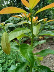 Green young avocado (Persea americana) leaves in the nature background