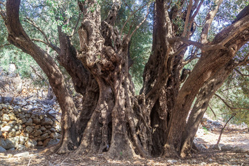 Fototapeta na wymiar olive tree old in Turkey, Likia way