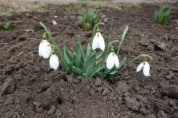 Small white flowers of common snowdrops in mid March