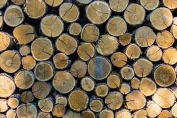 Stack of oak stumps as decoration of back brick wall of outbuilding. Close-up. Oak stumps are neatly stacked. Front part of stack of stumps is decorated with ordinary ivy or English ivy.