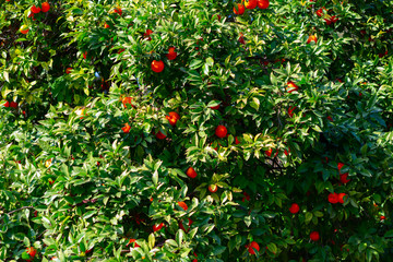 Orange tree with ripe fruits. Tangerine. Branch of fresh ripe oranges with leaves in sun beams. Satsuma tree picture. Citrus