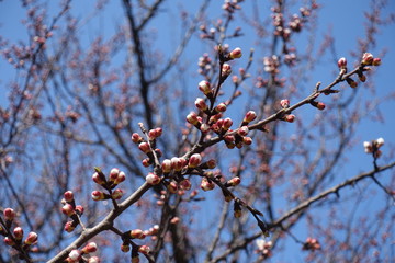 Lots of closed flower buds on branch of apricot tree against blue sky in spring